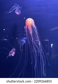 Jelly Fish In The Tank At Aquarium