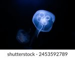 Jelly Fish under water at aquarium