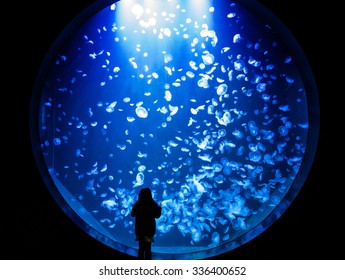 jelly fishes - Powered by Shutterstock