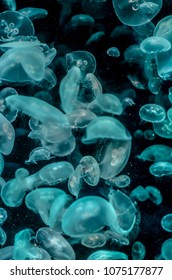 Jelly Fishes In Sydney Aquarium