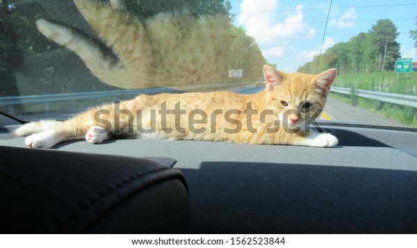 Jellybean enjoying the sun in a\
car