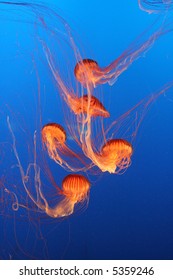 jellyfish