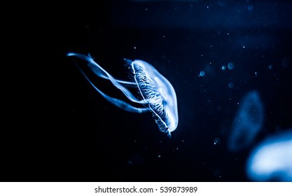 Jellyfish