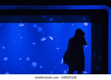 jellyfish