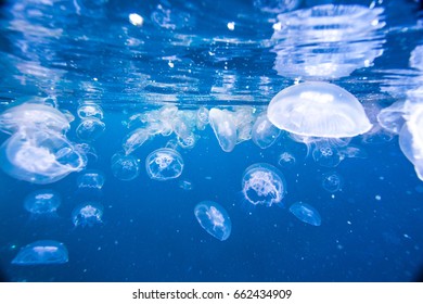 Jellyfish