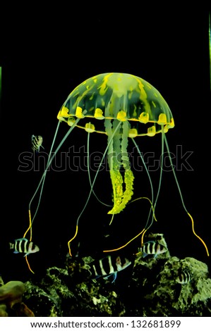 jellyfish