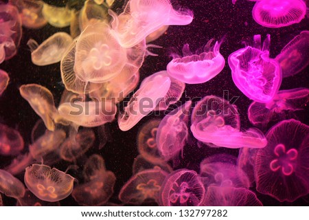 jellyfish
