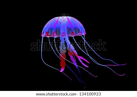 jellyfish