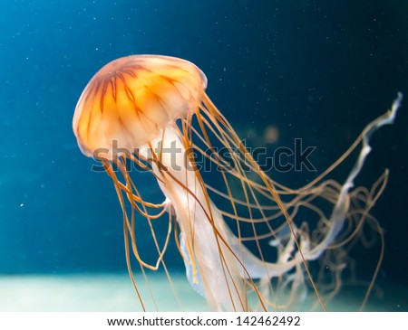 Jellyfish