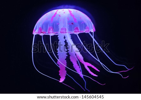jellyfish