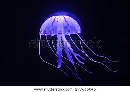 jellyfish