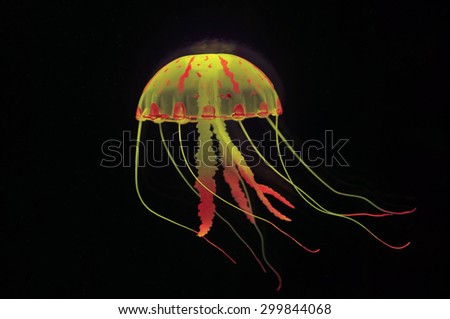 jellyfish
