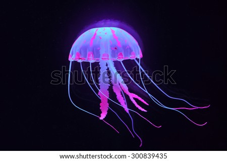 jellyfish