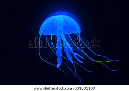 jellyfish
