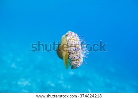 Quallen schwimmen im blauen Meer