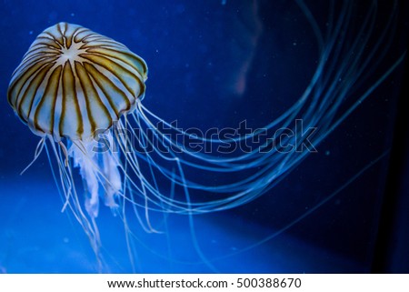 jellyfish