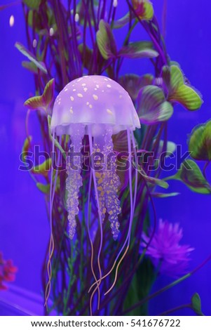 jellyfish 