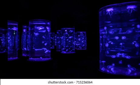 Jellyfish Aquarium.