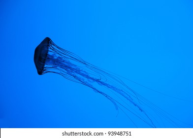 Jellyfish at Aquarium in Boston.