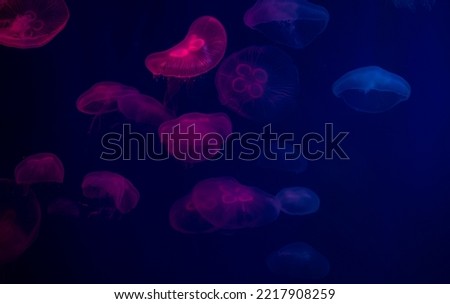 jellyfish at aquarium, dangerous animals