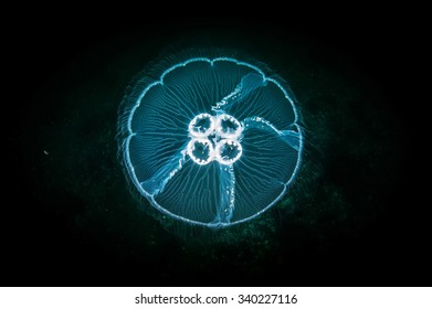 Jellyfish (aurelia aurita) in deep sea. Actual under water Photo. 25 meters depth. Japan sea, Far East