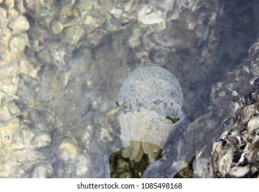 Jellyfish Is The Aurelia Flamengo Of Coelenterata The Jellyfish In Picture No Have Toxic In Thailand We Say Name Is Mangkapluntueng