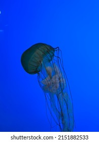 Jellyfish At Baltimore National Aquarium