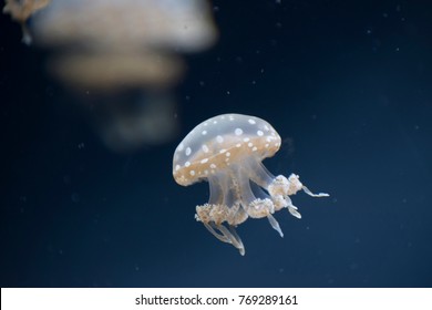 Jellyfish At Baltimore National Aquarium