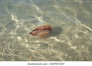 Jellyfish Basking in the Current
