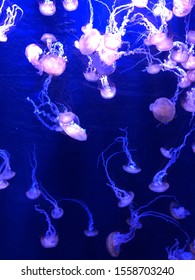 Jellyfish- Bass Pro Shops, Springfield MO