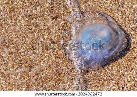 Jellyfish by the sea. The concept of human impact on the environment. Huge dead jellyfish on the beach. Dead jellyfish on the shores of the Sea of Azov. Top view