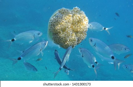 Jellyfish Cassiopeia Adriatic Sea Croatia