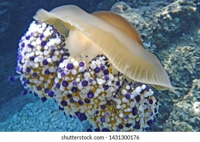 Jellyfish Cassiopeia Adriatic Sea Croatia