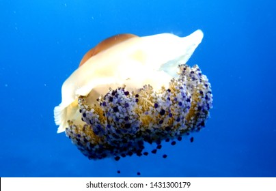 Jellyfish Cassiopeia Adriatic Sea Croatia