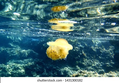 Jellyfish Cassiopeia Adriatic Sea Croatia