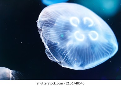 jellyfish in charlotte aquarium north carolina