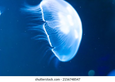 jellyfish in charlotte aquarium north carolina