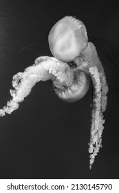Jellyfish (Chrysaora fuscescens or Pacific sea nettle) in ocean water in black and white