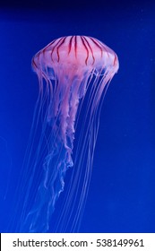 Jellyfish (Chrysaora Pacifica)