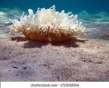 Jellyfish Cornerota Squad Rhizostomeae. Cassiopeia Andromeda (Inverted Jellyfish).