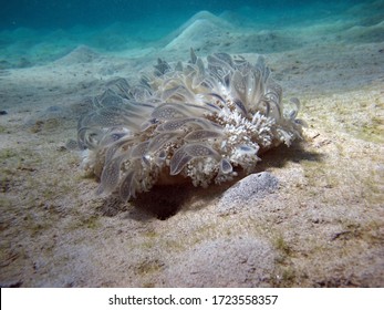 Jellyfish Cornerota Squad Rhizostomeae. Cassiopeia Andromeda (Inverted Jellyfish).