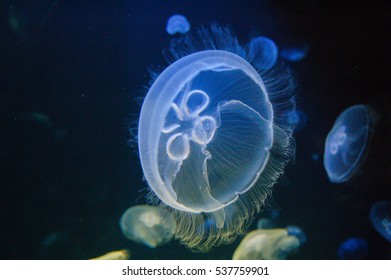 Jellyfish in cretaquarium 1