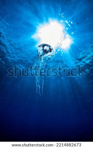 Jellyfish (Cubozoa) swimming in tropical underwaters bottom view. Medusa in underwater wild animal world. Observation of wildlife ocean. Scuba diving in Ecuador coast. Copy text space