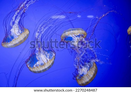 Image, Stock Photo Under the sea… Sea water