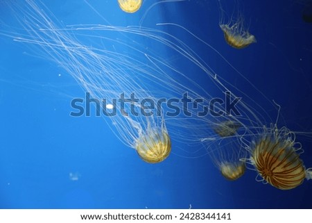 Jellyfish in deep blue sea