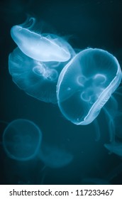 Jellyfish In Deep Sea, Underwater Life