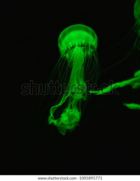 jellyfish in deep\
water
