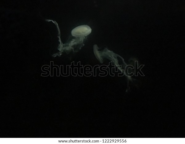 Jellyfish in deep water\
