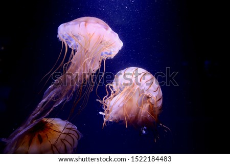Jellyfish floating in the sea. I feel healing just by looking.