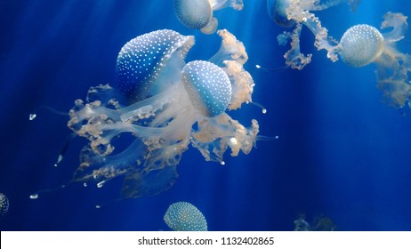 Jellyfish Of The Genoa Aquarium